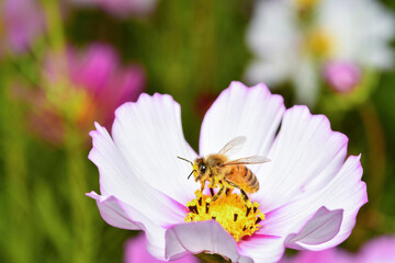 코스모스와 꿀벌
