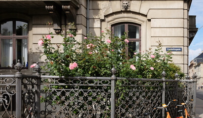 Rose front garden and the house