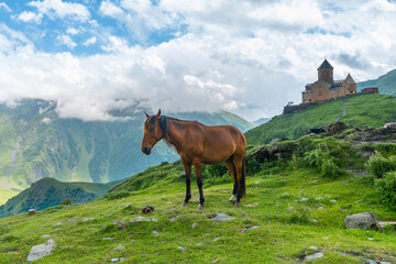 Horse in the meadow next to the Gergeti Trinity Church in Stepantsminda, caucasus, Georgia