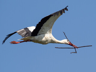 Storch mit Stöckchen für den Nestbau