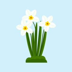 Fototapeta na wymiar narcissus flower in flat style spring, bright, background, picture