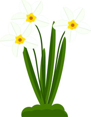 daffodil flower isolated on white