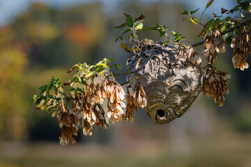 Wasp Nest