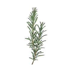 Rosemary plant fresh branch in engraving freehand vector illustration isolated.