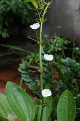 white flower in the garden