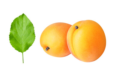 Apricots isolated. Two whole apricot fruits with green leaves