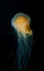 jelly fish in the water