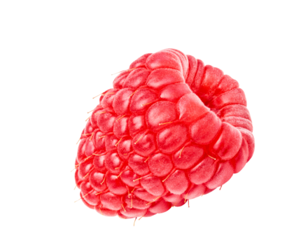Raspberry berry isolated. One single raspberry fruit 