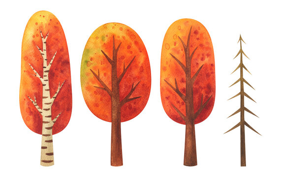 Autumn tree watercolor clipart. set of Illustrations of autumn trees with orange foliage. A plant for the fall landscape of the park and forest. Hand painted image of oak, birch, beech, spruce, maple