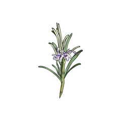 Blooming rosemary with small flowers sketch vector illustration isolated.