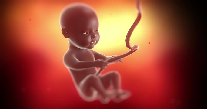 Beautiful black baby fetus kicking inside of mother's womb. Ready to born. Science and health related 4k 3d animation.