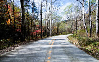 Fototapeta premium Empty road in the forest