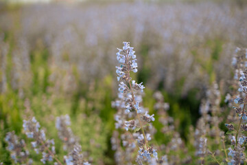Floral summer spring background.Flowers close-up in a field on nature on a dark blue green background in evening at sunset. C 