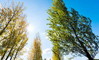 Looking up on clear blue sky with yellow poplar trees