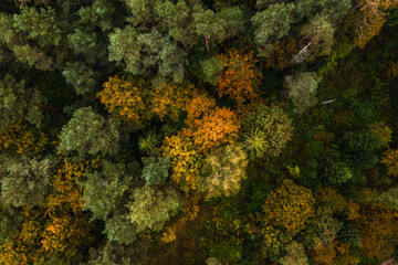 Naklejka na ściany i meble Aerial view of the colorful autumn forest