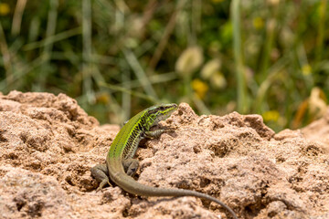 Erhard's Wall Lizard (Podarcis erhardii naxensis) sitting on a stones close-up in a sunny day