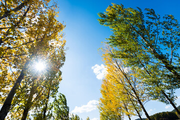 Looking up on clear blue sky with yellow poplar trees
