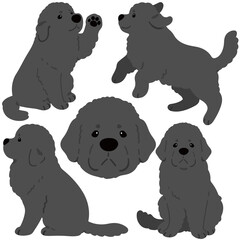 Simple and adorable Newfoundland dog illustrations flat colored