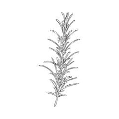 Rosemary branch with leaves and flowers, monochrome sketch vector illustration isolated on white background.