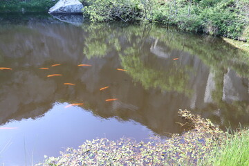 goldfish in a pond
