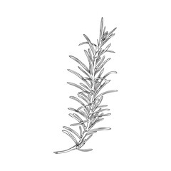 Rosemary herb vintage monochrome hand drawn sketch vector illustration isolated.