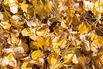 Background of fallen dried golden birch leaves. Yellow carpet of fallen autumn leaves