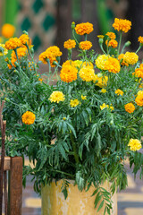 Autumn yellow marigold flowers in a vase.