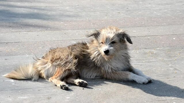 homeless dogs in street