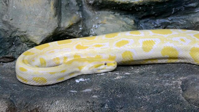 Python