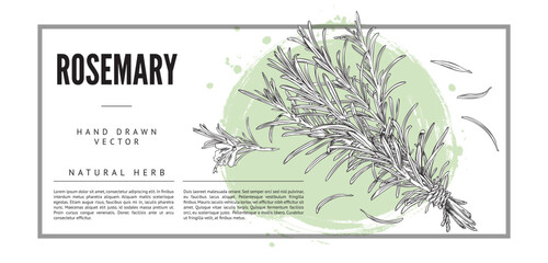 Rosemary herb and food spice label or banner, hand drawn vector illustration. © sabelskaya