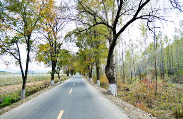 Scenic road through autumn trees
