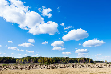 Haystack piled up in a rice field