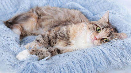 Cat rests on a blue blanket. Pets. Cute Cat  looking at the camera. Beautiful Kitten rests. Cat close-up. Kitten with big green eyes. Pet. Without people. Copy space. Animal background. Pet care. © Mariia