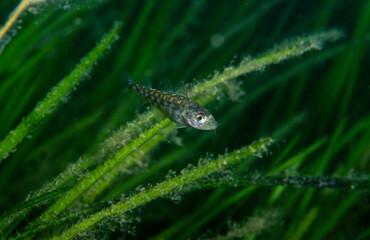 Baby cod