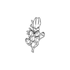 Rosemary twig with blooming flowers engraving vector illustration isolated.