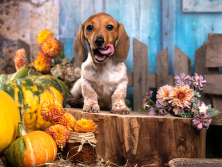 dachshund Dog Piebald, puppy and flowers autumn, fruit, pumpkin