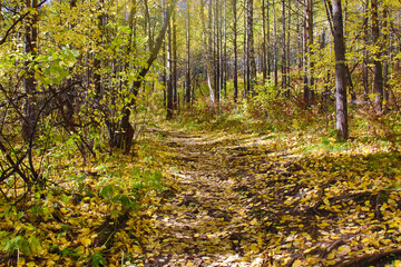 Autumn trail in the golden birch forest. Yellow carpet of fallen autumn leaves on forest footpath