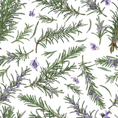 Hand drawn rosemary seamless pattern, colored sketch vector illustration on white background.