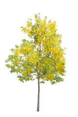 Golden shower or Cassia fistula isolated on white