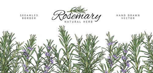 Seamless border with blooming rosemary herb sketch vector illustration isolated.