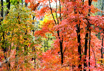 Colorful autumn leaves in forest