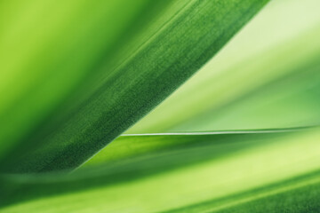 Dark green leaf texture, Natural green leaves using as nature background wallpaper or tropical leaf...
