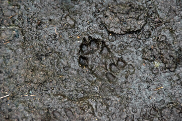 Looking down on a well defined set of paw prints made by a canine showing pads, claws and...