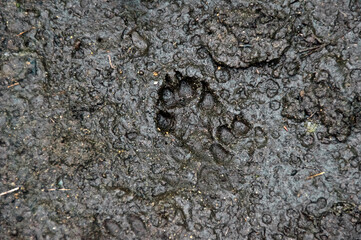 Looking down on a well defined set of paw prints made by a canine showing pads, claws and overlapping, stride in mud.