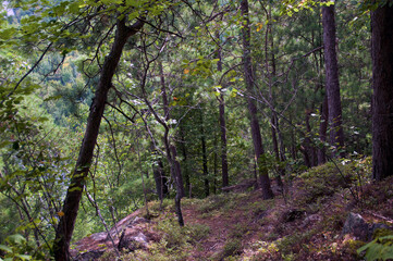 Scenic view of beautiful forested walking trail inside silver lake bog in au sable forks new york on a summer afternoon.