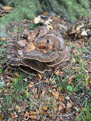 mushroom in the forest