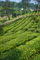 tea plantation