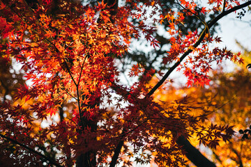木漏れ日にきらきら輝く紅葉