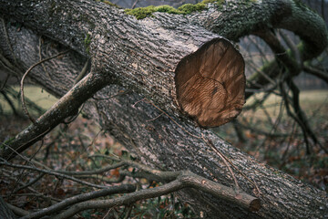 Cross-section of wood, cut off of a felled tree trunk.