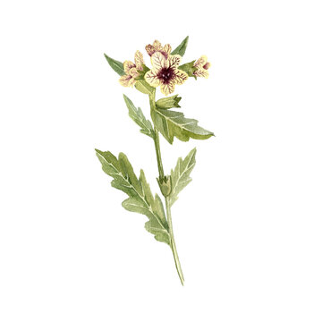 watercolor drawing poisonous flower henbane, Hyoscyamus niger, hallucinogenic plant, stinking nightshade, herb of traditional chinese medicine, hand drawn illustration
